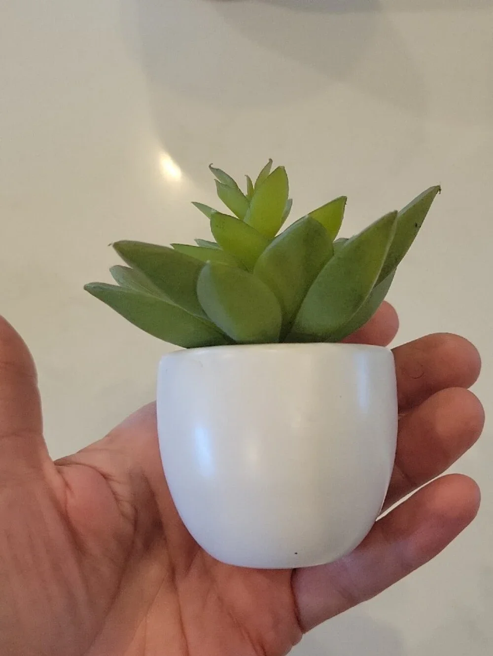 Pottery Barn Green Faux Succulent Accent